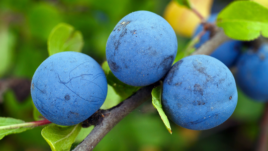 Blueberries
