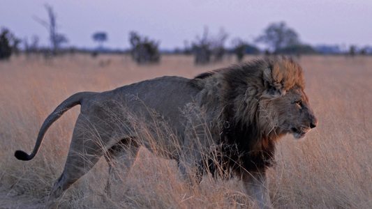 Lion in the tall grass