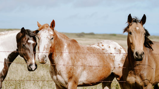 How a Rodeo Taught Me the Secret to Success in Health & Life